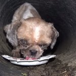 [드루와] <b>하수구</b>에 강아지가 살어 ㅠ