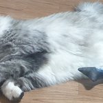 [이것좀봐줘] 냥냥이 일기5