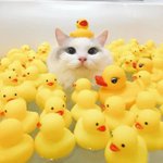 <b>오리</b>부자