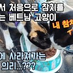 <b>참치</b>를 첫경험한 베트남 고양이 반응.