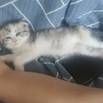 우리집 캣 <b>우먼</b> 소개드려요~