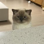 너 <b>닮음</b>.ㅋ