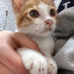 [이것좀봐줘] 우리집 막둥이