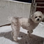 [강아지] 눈처음보는우리강아지좀봐줘