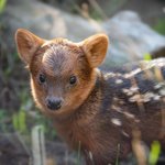 [NCT드림] 뜬금업는데 해찬(푸두)이 큰거 봣냐??