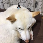 [댓글부탁해] 이거 나 싫어하는 거 맞지?