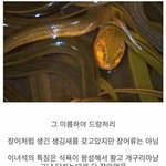 미국 생태계를 박살내고 있는 한국물고기