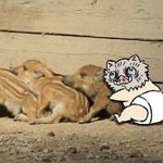 얘들아 담임한테 수시 합불<b>여부</b> 보내는거