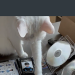 [NCT드림] 찐<b>야옹이</b>가 선택한 야웅런쥔 ㅋㅋㅋ