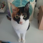 [고양이] 매일 아침 머리말리고 스킨<b>로션</b> 바르면 다가오는 겨울이