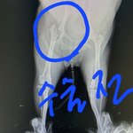 [꼭조언부탁] 명지동×××동물병원 미용후 대퇴골골절 인대끊어짐 수술