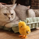 고양이와 계란 <b>상자</b>의 상관관계!?
