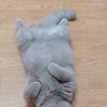 [고양이] 곰이와 <b>여우</b> 엽기&amp;사랑