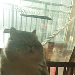 [이것좀봐줘] 냥냥이의  일기6