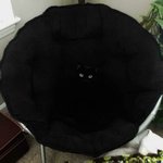 미처 몰랐던 동물들의 <b>위장</b>술