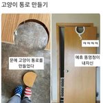 문에 고양이 <b>통로</b> 만들었는데..