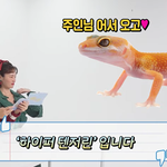 <b>애완</b> 파충류 키우는 사람있나요?