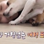 유기견 입양해 선한 영향력 펼친 아이돌2