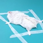 [댓글부탁해] <b>여</b><b>쿨</b>라는 아이라인 블랙으로 해야돼?