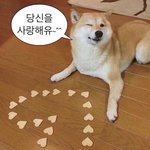 이거 ㅈㅅ<b>시도</b> 아니지?