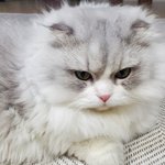 [고양이] 우리집멍냥이들3