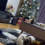 [<b>NCT</b>칠프] ㅌㅇㄴ ㅇ) 작년 ㅊㄹ네서 마크랑 정우