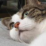 아기 고양이 주웠음!!!!!!! (사진유)