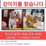 [이것좀봐줘] 경기 구리 안녕하세요 강아지를 찾습니다..