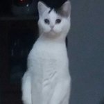 [댓글부탁해] 요새 대학은 뭘로 제일 많이가?