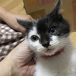 크리스마스 케이크 내일 <b>사도</b> 괜찮을까