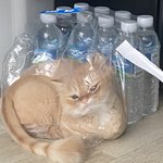 옾챗 구경 재밌음