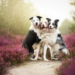 찐친 포스 느껴지는 댕댕이들의 <b>우정</b>