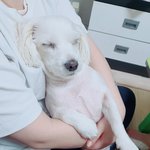 [강아지] 추가) 왜 이러고 잘까요?ㅎ