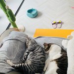 고양이 두마리의 데칼코마니 <b>SHOW</b>