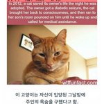 고양이의 <b>보은</b>.jpg