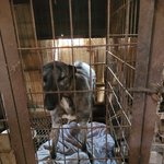 [방탈죄송] 경기도 <b>구리시</b>에 30여년 된 도살장, 번식장에 있는...