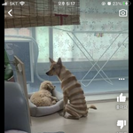 너넨 강아지 이런 <b>미용</b> 어떻게 생각해...
