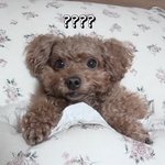 <b>몽자</b>때문에 미치갯다