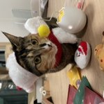 [고양이] ++ 우리집 귀염<b>둥이</b> 코숏 자랑하고 싶어요 2-3