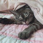 [ㅈㄱㄴ] 헐 우리 고양이 뭐냐....
