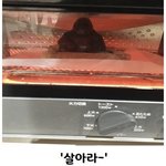 [댓글부탁해] <b>간헐</b>적단식 어때