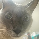 <b>울집</b> 고양이 왤케 멍청하게 나왓지