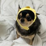 [이것좀봐줘] 우리집 강아지 <b>볼살</b>봐