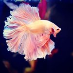 입은 웨딩드레스가 참 예쁜 <b>베타</b>