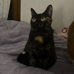 교복 <b>리본</b>이랑 넥타이 추반좀