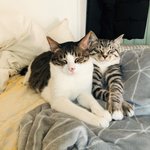 캣초딩 시절 옹태를 돌봐주는 옹배