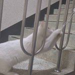 버림받은 고양이가 나 따라올땐 어케ㅠㅠ