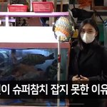 방탄 진이 슈퍼참치를 잡지 못한 이유