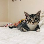 새끼냥 시절 옹태 사진들