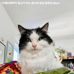 '오이'의 <b>참맛</b>을 알아버린 냥이